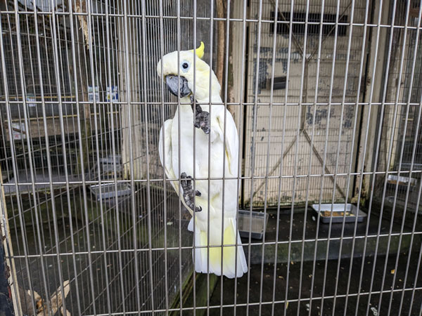 夢見ヶ崎動物公園