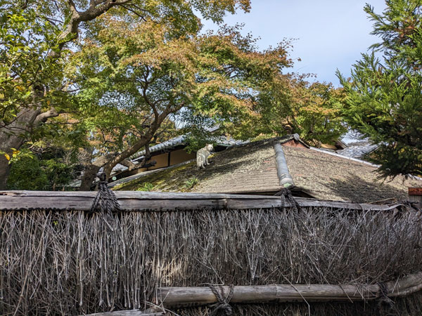 日本家屋と猫