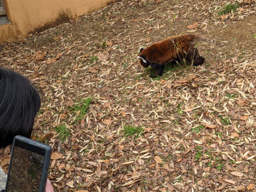 千葉市動物公園の風太君とサンタ君