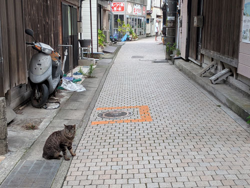 江ノ島のねこ