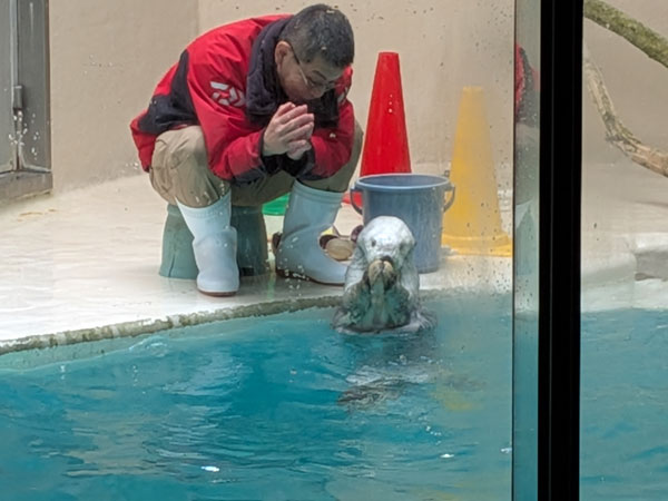 鳥羽水族館で憧れのラッコに会う – 伊勢・鳥羽その②