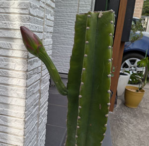 柱サボテン　つぼみ