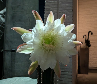 柱サボテン　花