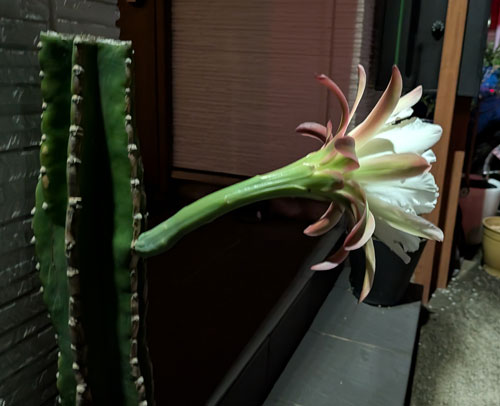 柱サボテン　花
