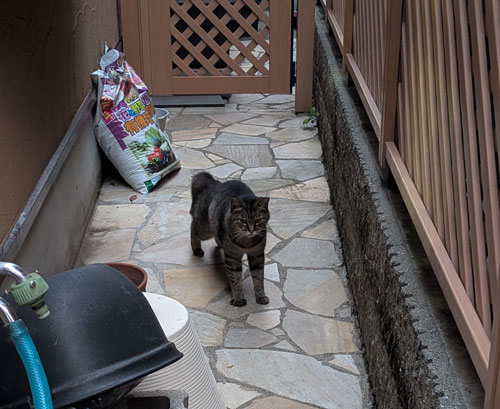 江ノ島の猫