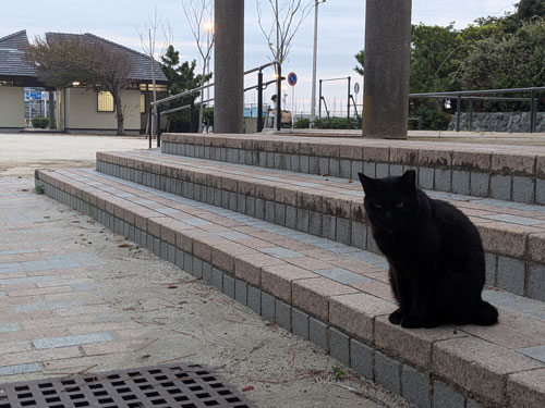 江ノ島の猫