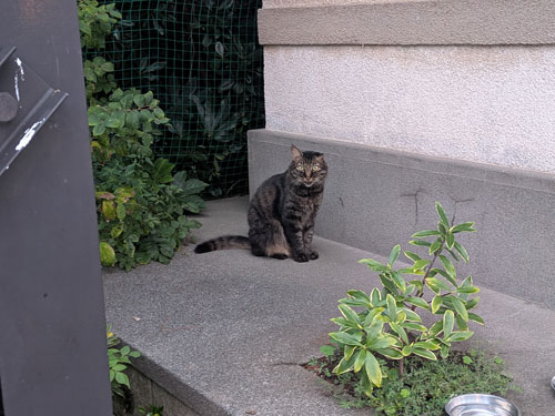江ノ島の猫