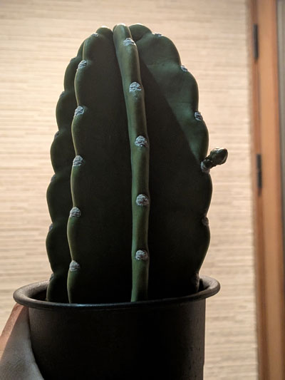 柱サボテンの花