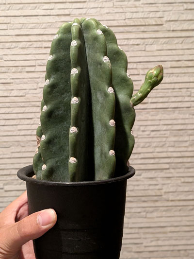 柱サボテンの花