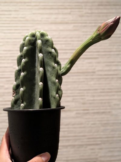 柱サボテンの花