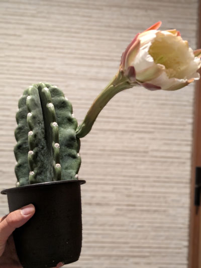 柱サボテンの花