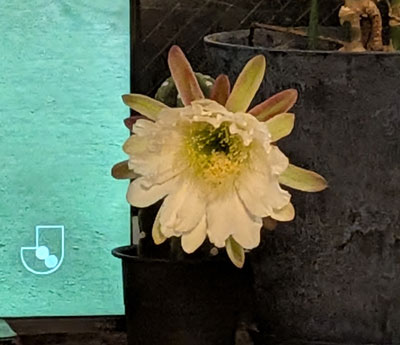 柱サボテンの花