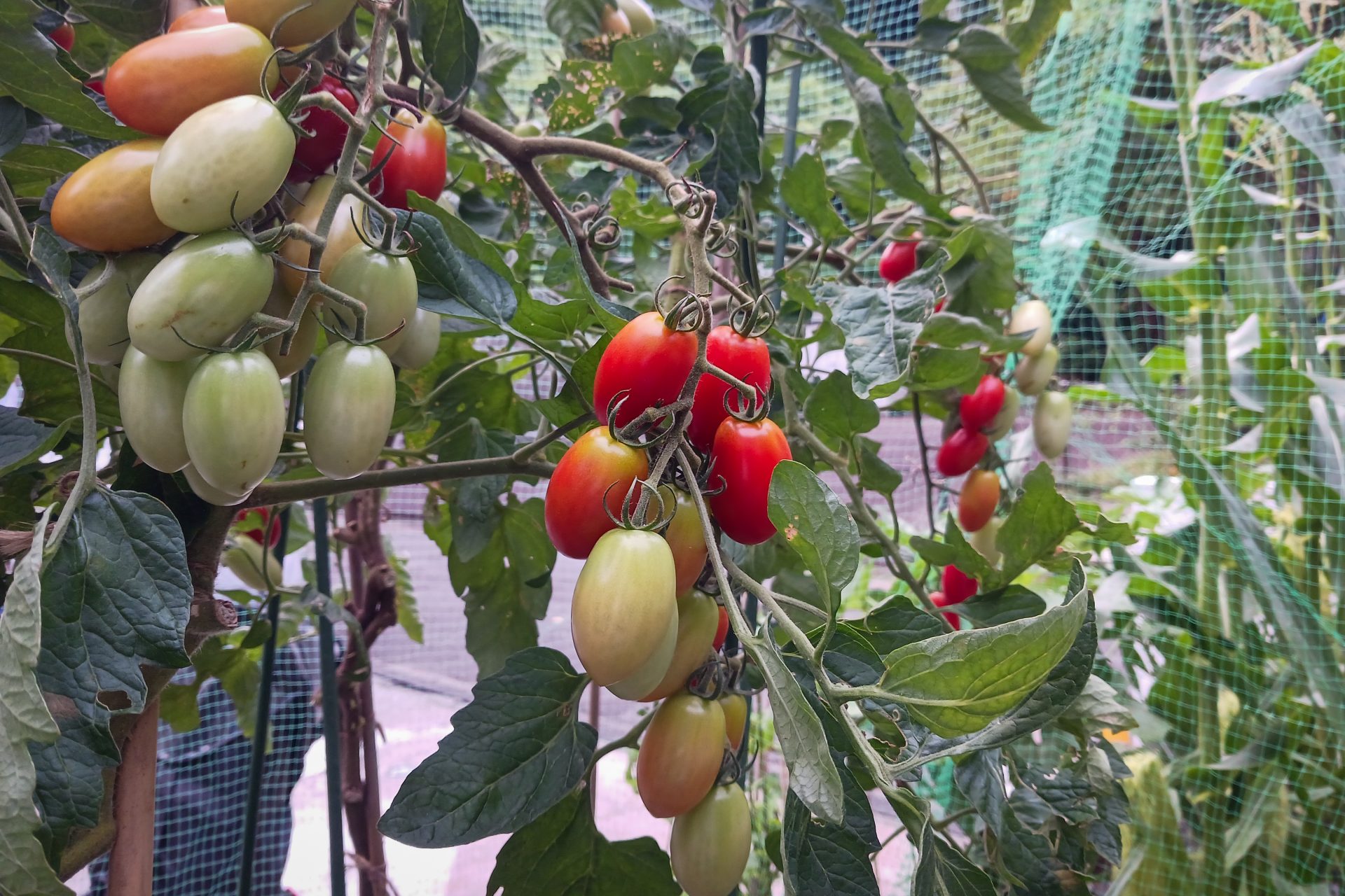 台風前の野菜チェック