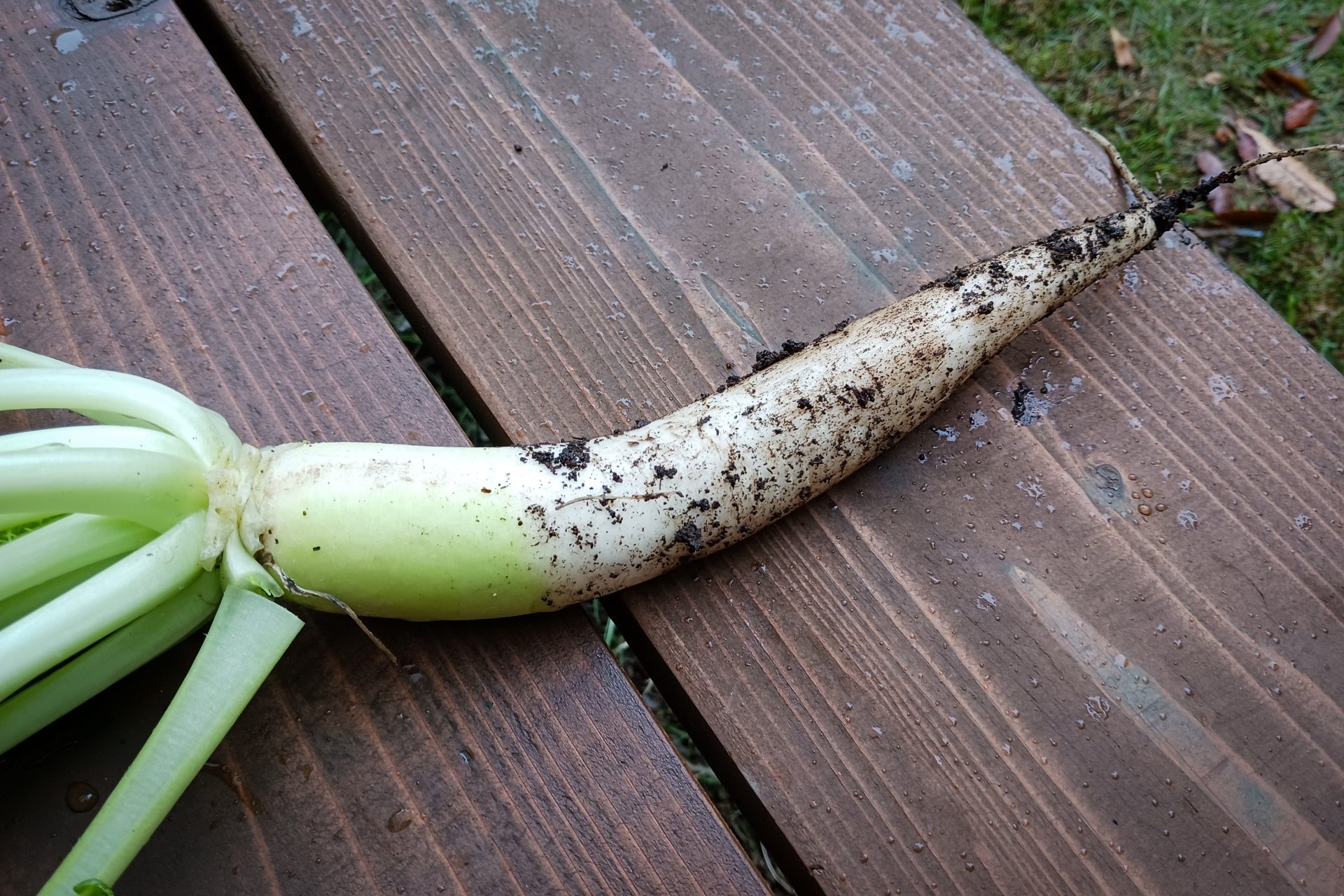 ガリガリ大根、抜いてみました！