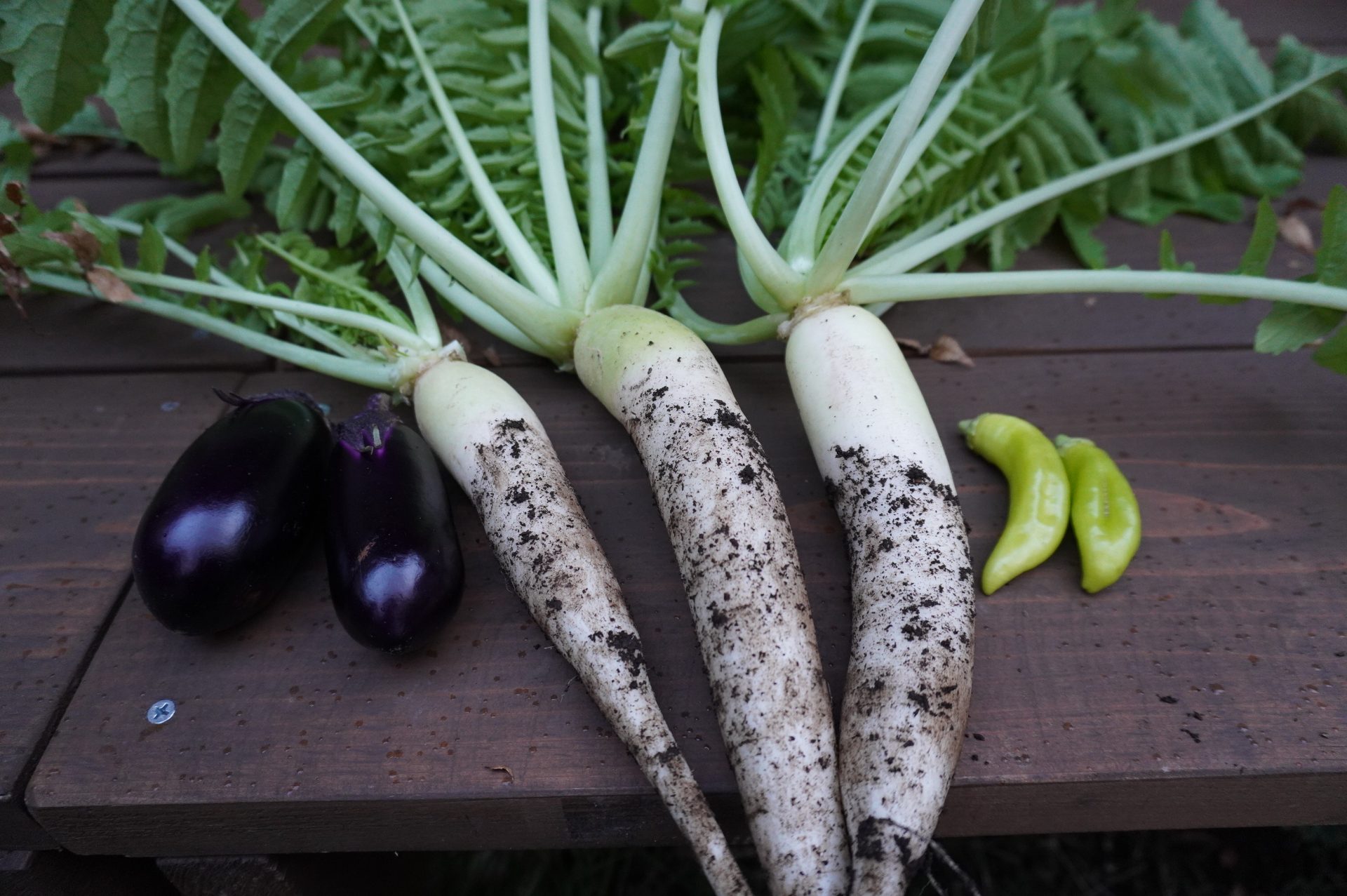 本日の朝採れ野菜