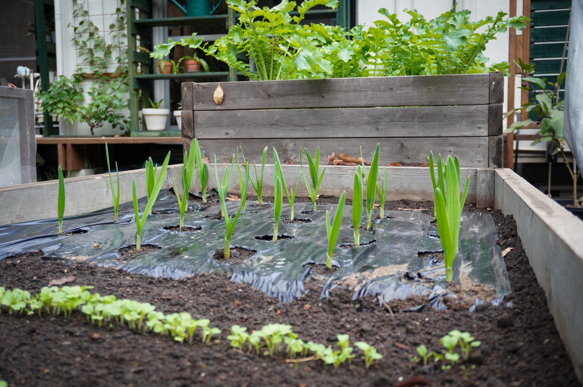 菜園チェック★