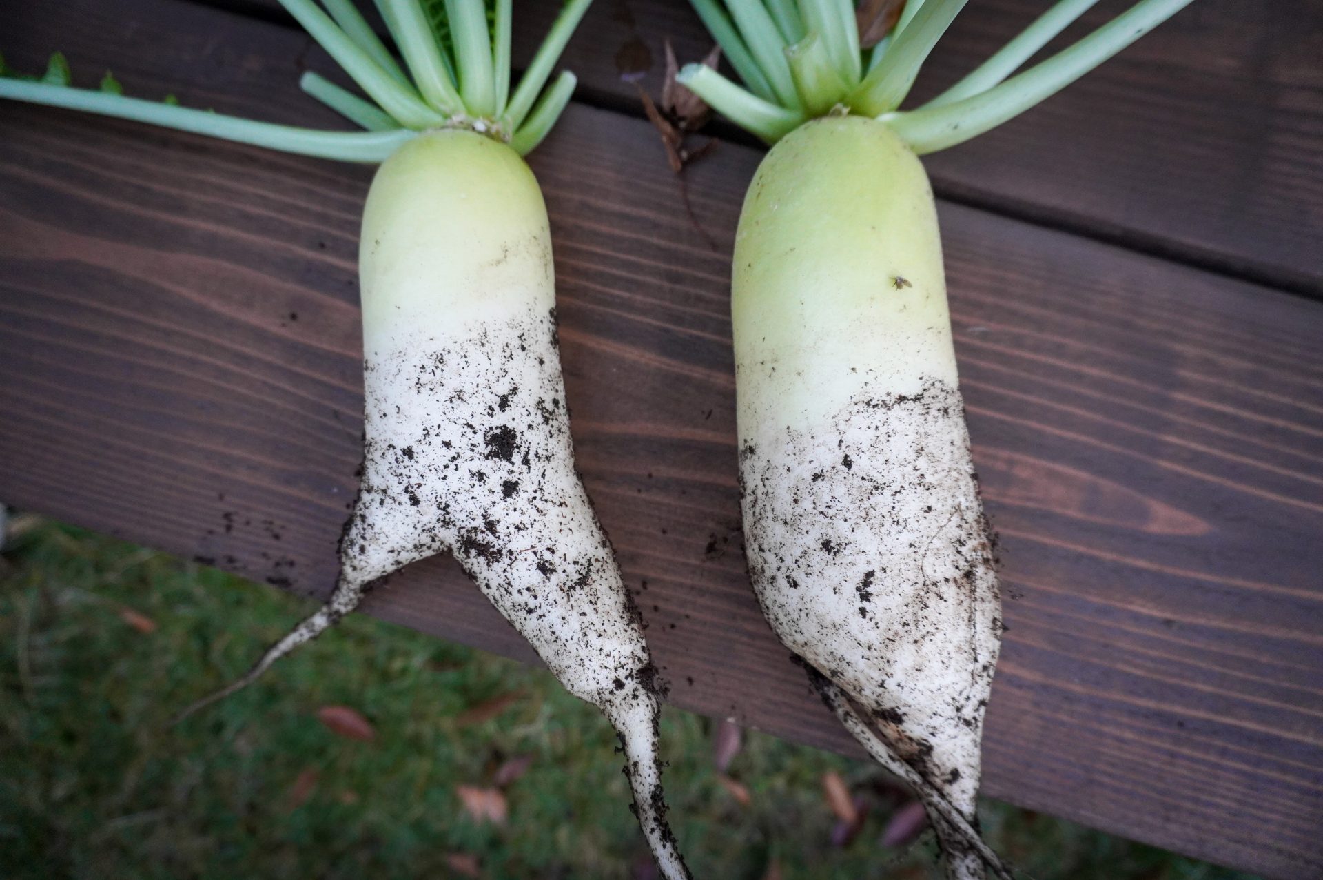 久しぶりの野菜のはなし