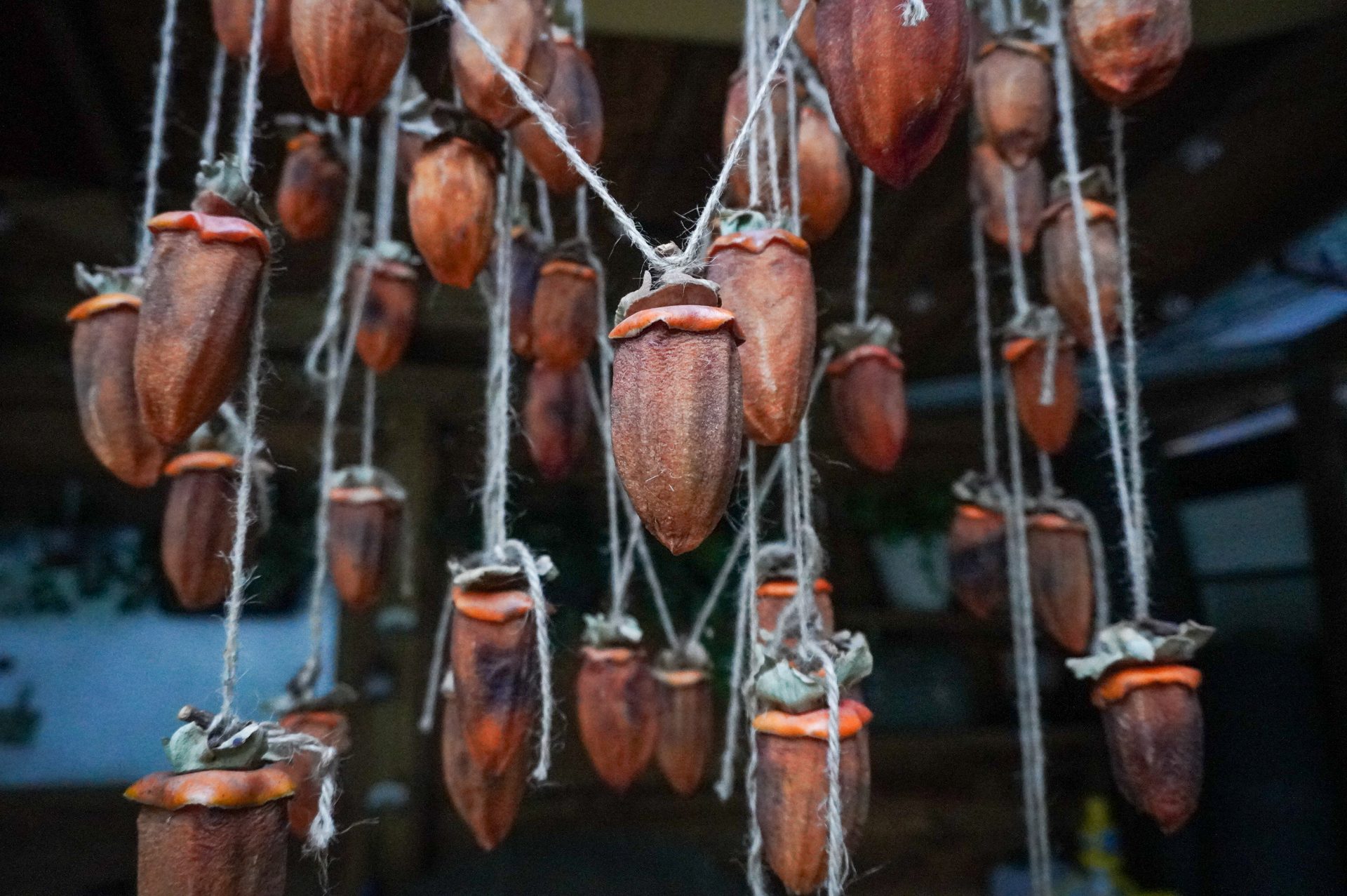 干し柿が完成しました。