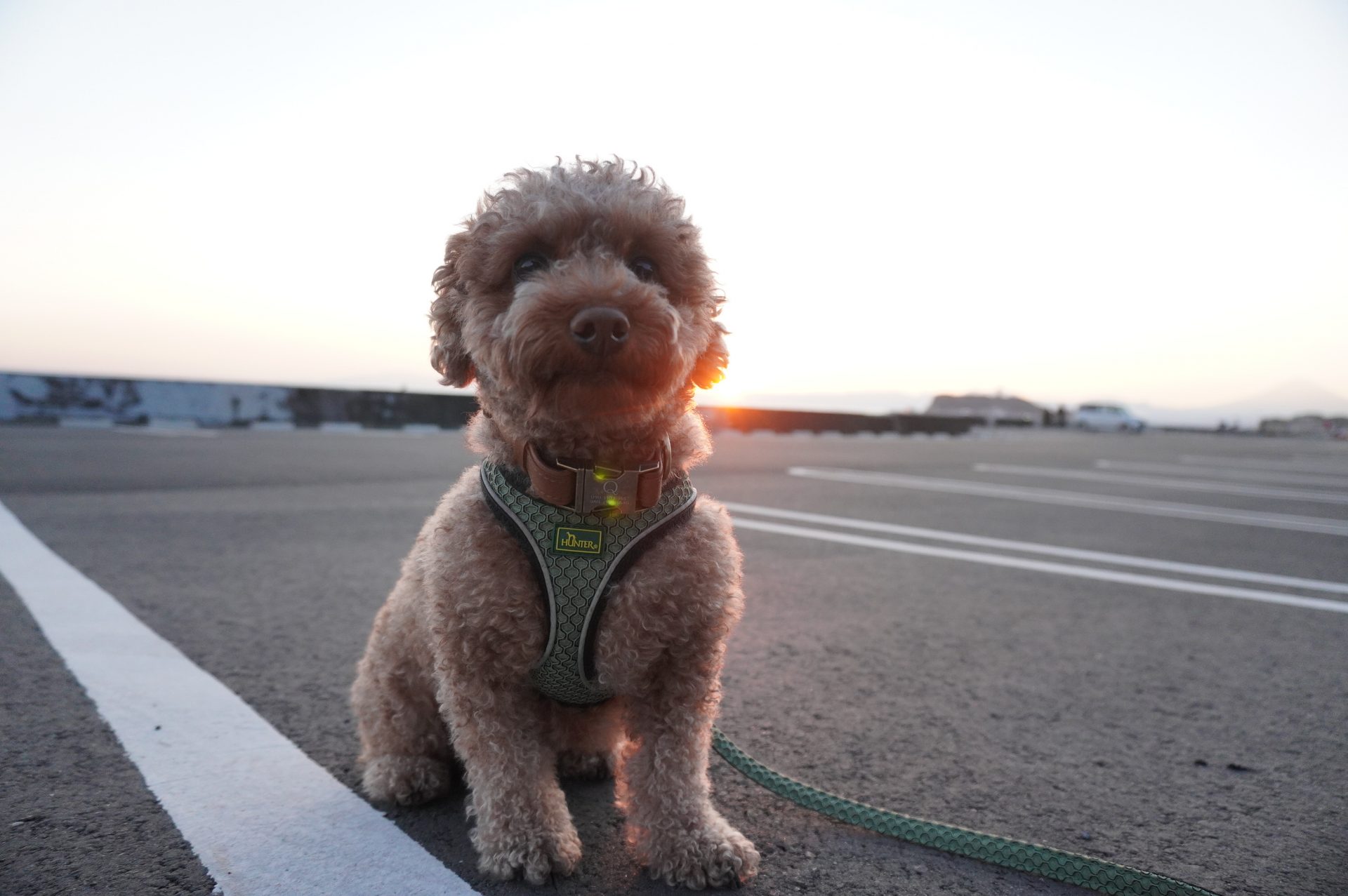 たまには海へ（ワンコ編）