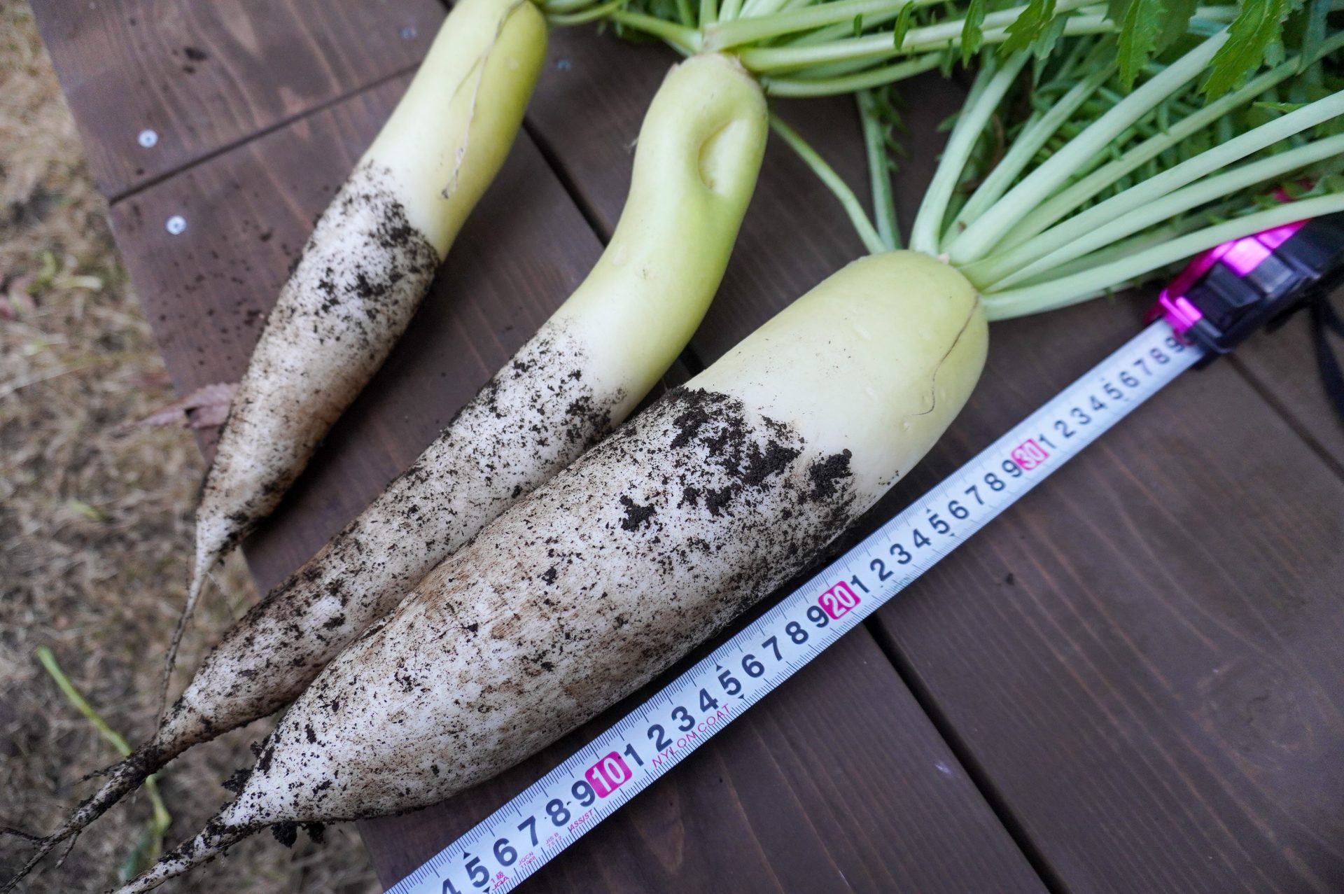 過去イチサイズの大根