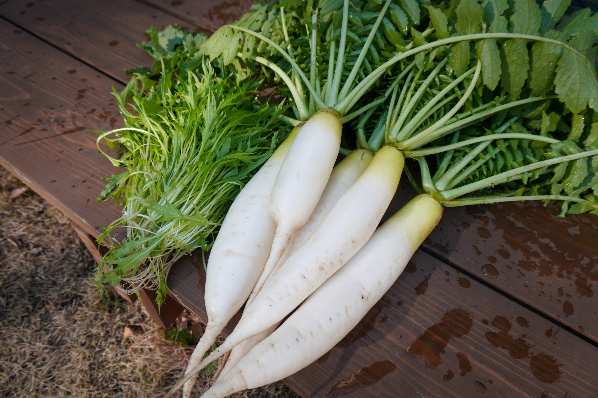 冬休みは大根と水菜三昧でした