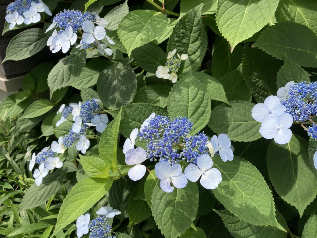 いよいよ紫陽花