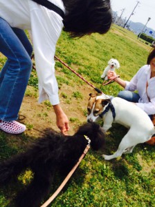 「犬と朝から遊ぼう」参加者、犬ちゃん　募集中