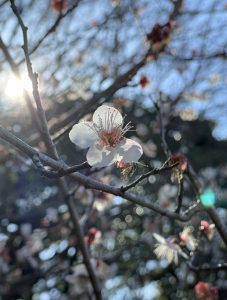 梅と桜