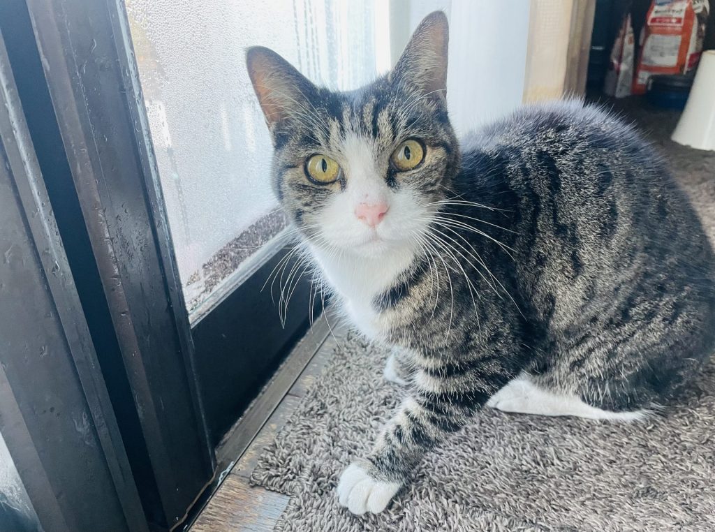 今年もよろしくお願いします🎍