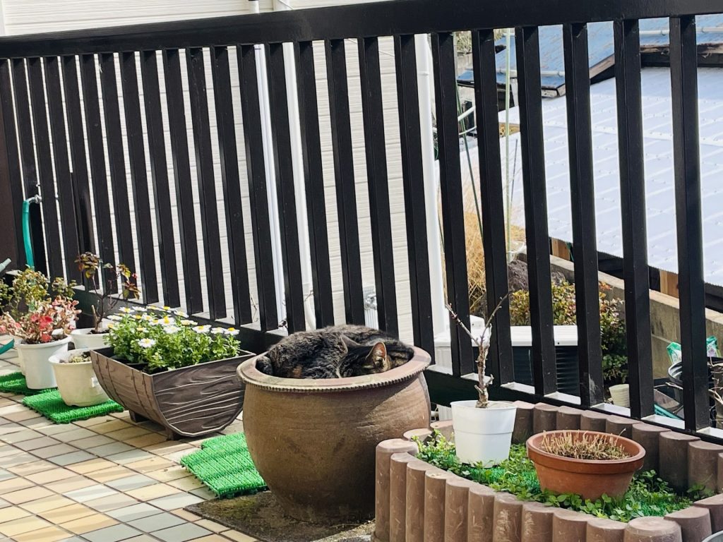 クロちゃんを探せ！