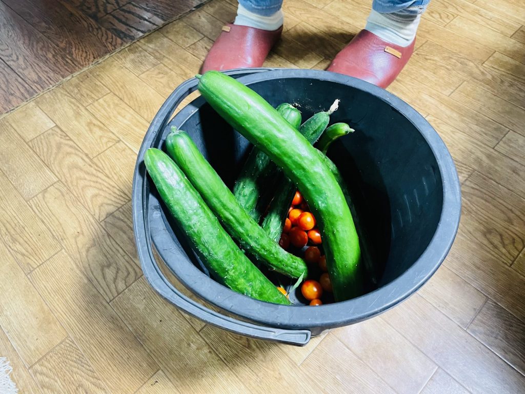 夏やさい