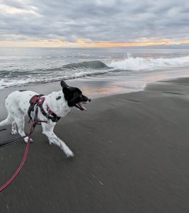 保護犬ひまり②