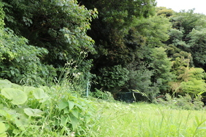 裏庭で、森もりの森　【土地】