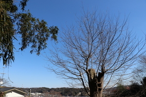 〈価格変更〉森と僕だけのキャンプ場【土地】