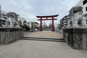 ユキノシタの花言葉は「深い愛情」らしい【鎌倉　土地】