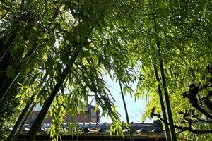 するぞ！森暮らし【中古戸建】