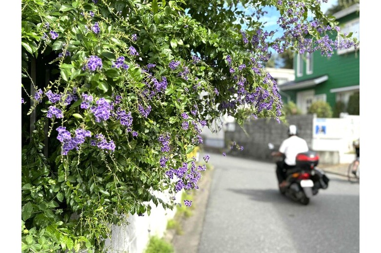 detached 逗子４丁目