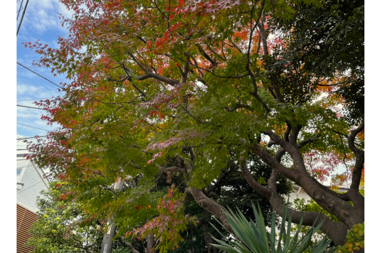 detached 山の根２丁目