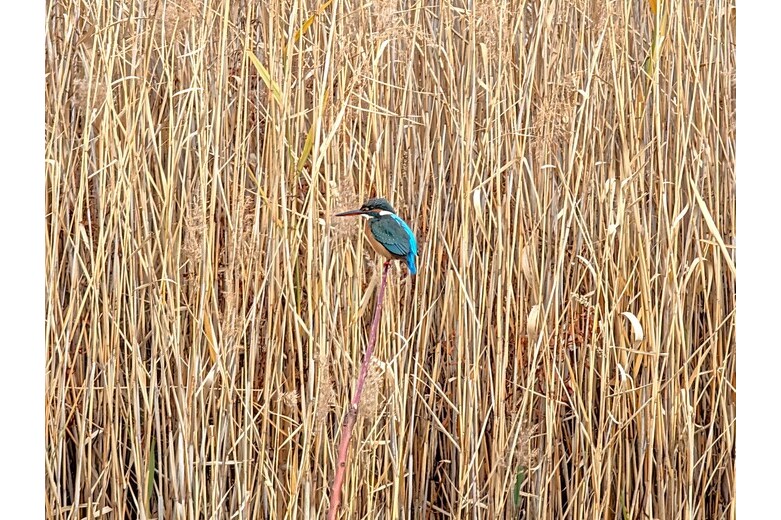 detached 鵠沼桜が岡1丁目