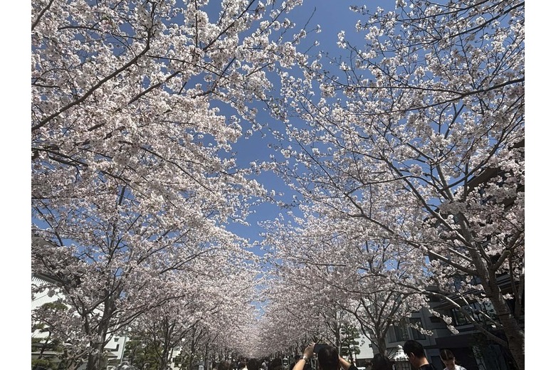 『若宮大路の天守閣 その2』【店舗】
