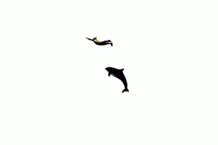 新江ノ島水族館のお目当ては、何といってもイルカショー。大迫力により前席ではビッショリ濡れることを覚悟してお楽しみください。