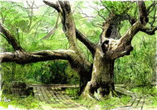 日本の巨樹100選にも選ばれた「子安の里のタブノキ」は、周囲の木々を威圧するかのように森の中で奔放に枝を伸ばしていました。