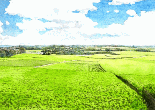 三浦半島の先端近くはなだらかな丘陵地帯が広がり、その肥沃な地を利用しての野菜栽培が盛んです。