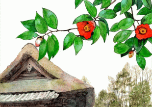 茅葺屋根が趣を醸し出す常楽寺・文殊堂のヤブツバキの花に、今日もメジロが蜜を求めてやってきました。