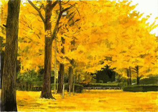 南郷上ノ山公園のイチョウ並木は、上も下も目に染みるような黄色の世界に包まれています。
