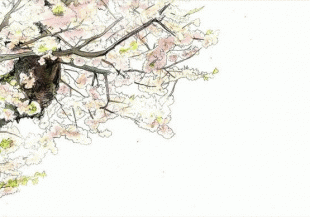 桜の花が咲くと、春が本格的に来たことを実感し、 憂鬱な気分も吹き飛ばしてくれそうです。