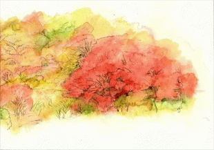 鎌倉には紅葉の名所は数々ありますが、妙本寺の紅葉は濁りがなく、ひときわ色鮮やかに目に焼き付きます。