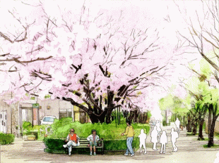 七里ガ浜プロムナードの桜は満開です。