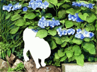 鎌倉はアジサイの季節ですが、アジサイといっても色や形など2000種以上あるとのことで、この猫ちゃんちのアジサイも希少品種に違いないと、自慢気なのです。