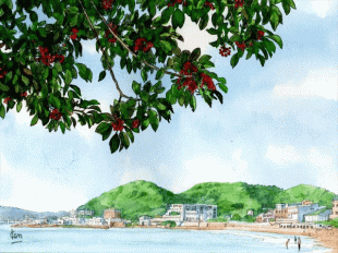 森戸川の河口沿いに赤い実をつけた「クロガネモチ」の木があります。